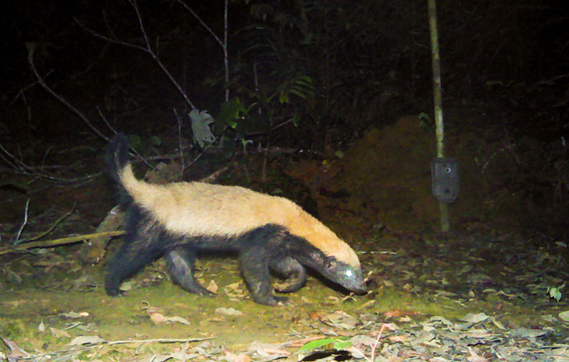 Illustration for article titled The Very Best Camera Trap Photography
